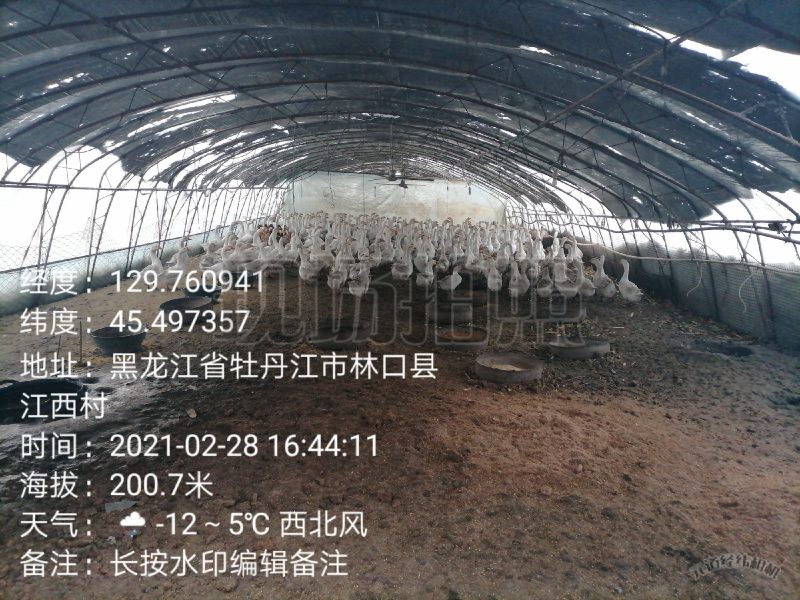 农家散养大笨鹅，山林溜达鸡