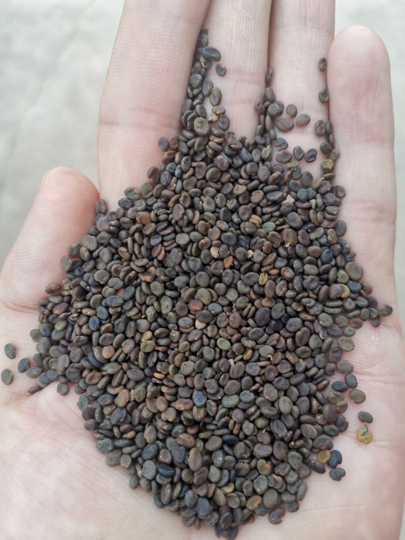 纯新棉芪黄芪籽，干净无杂志，一手货质量有保证，欢迎选购