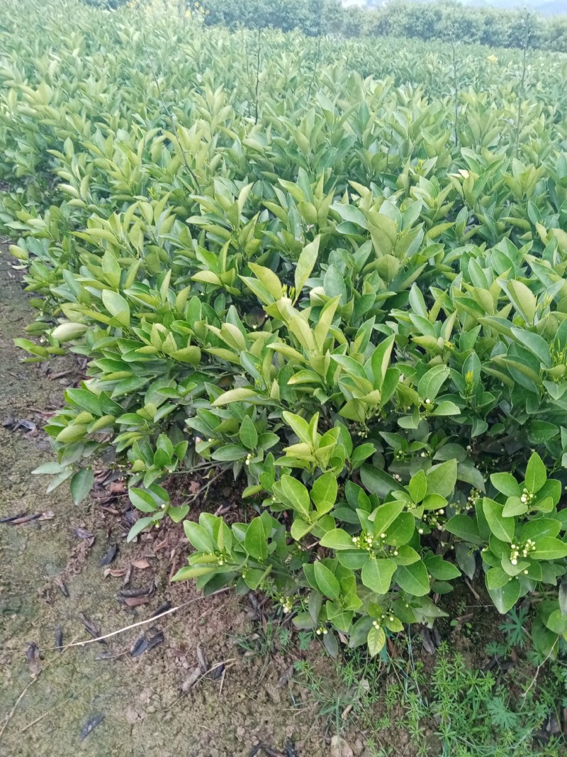 锦红冰糖橙苗，有一年二年地苗，品种正宗，