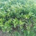 锦红冰糖橙苗，有一年二年地苗，品种正宗，
