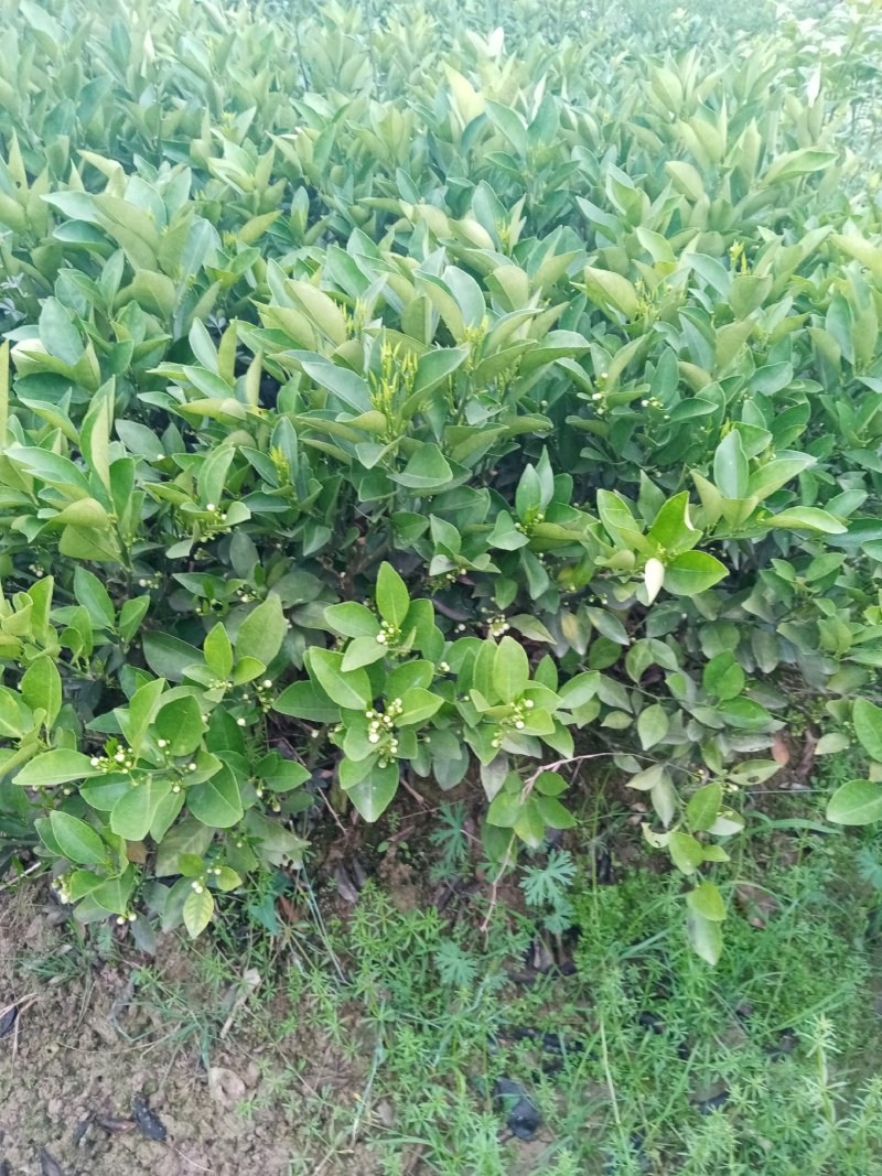 锦红冰糖橙苗，有一年二年地苗，品种正宗，