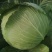 圆包菜产地销售诚信合作各种季节性蔬菜