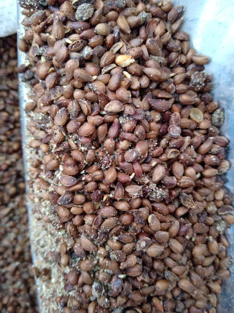 海棠种子发芽甜茶种子嫁接苹果种子籽粒饱满出苗率高