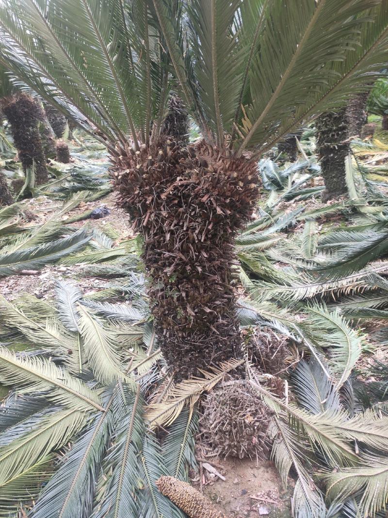 大颗多铁树盆景，基地直销，物美价廉！需要者，与我联系哟！
