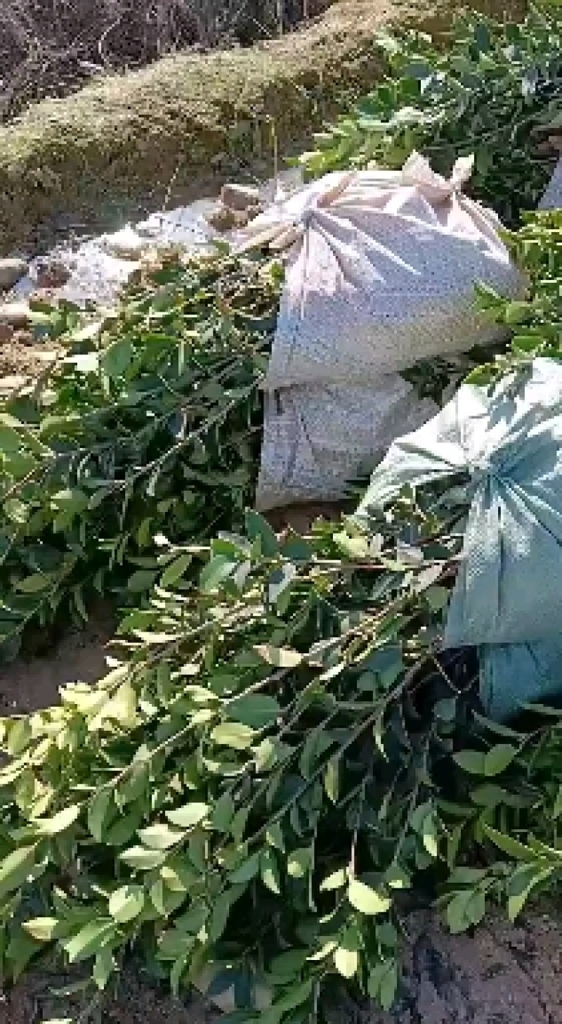 油茶苗，湘林210系列零售商品，现挖现卖，全国包邮，