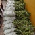 油茶苗，湘林210系列零售商品，现挖现卖，全国包邮，