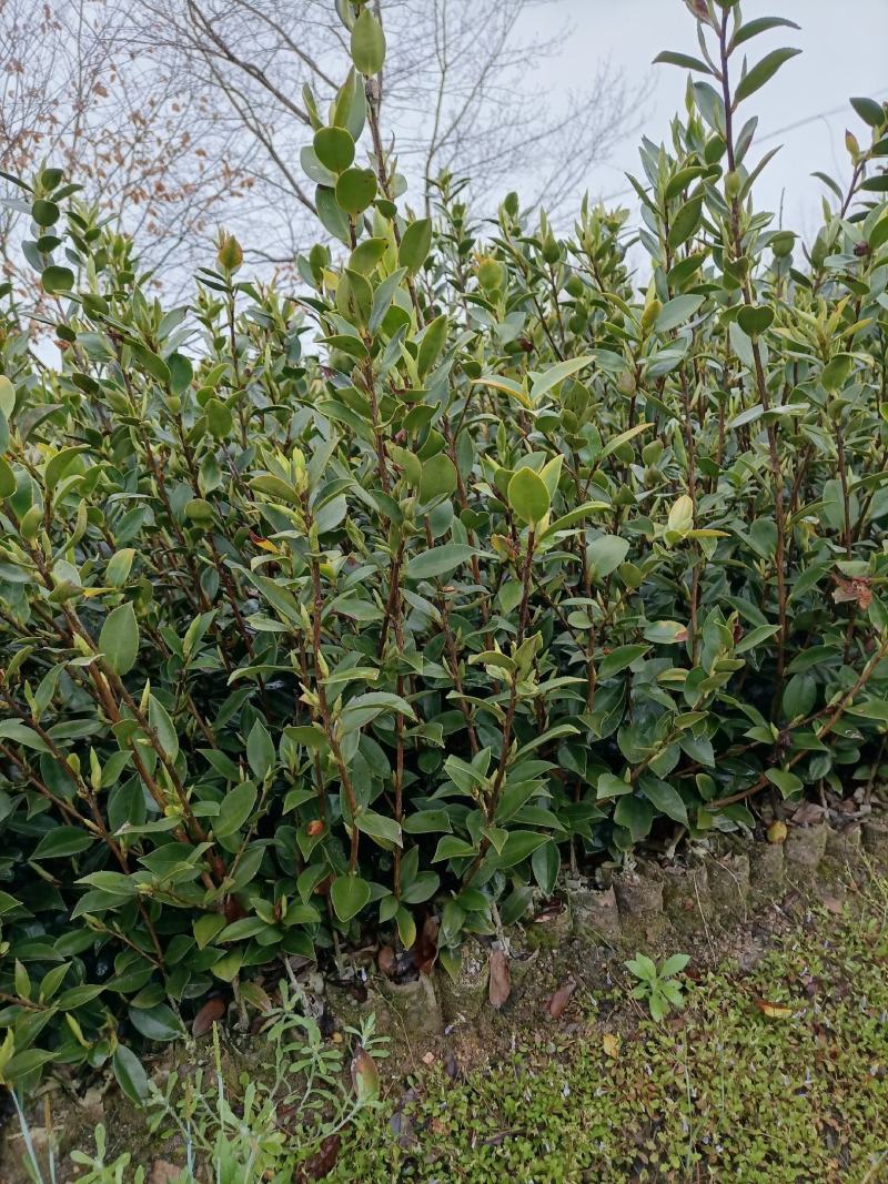 油茶苗，湘林210系列零售商品，现挖现卖，全国包邮，