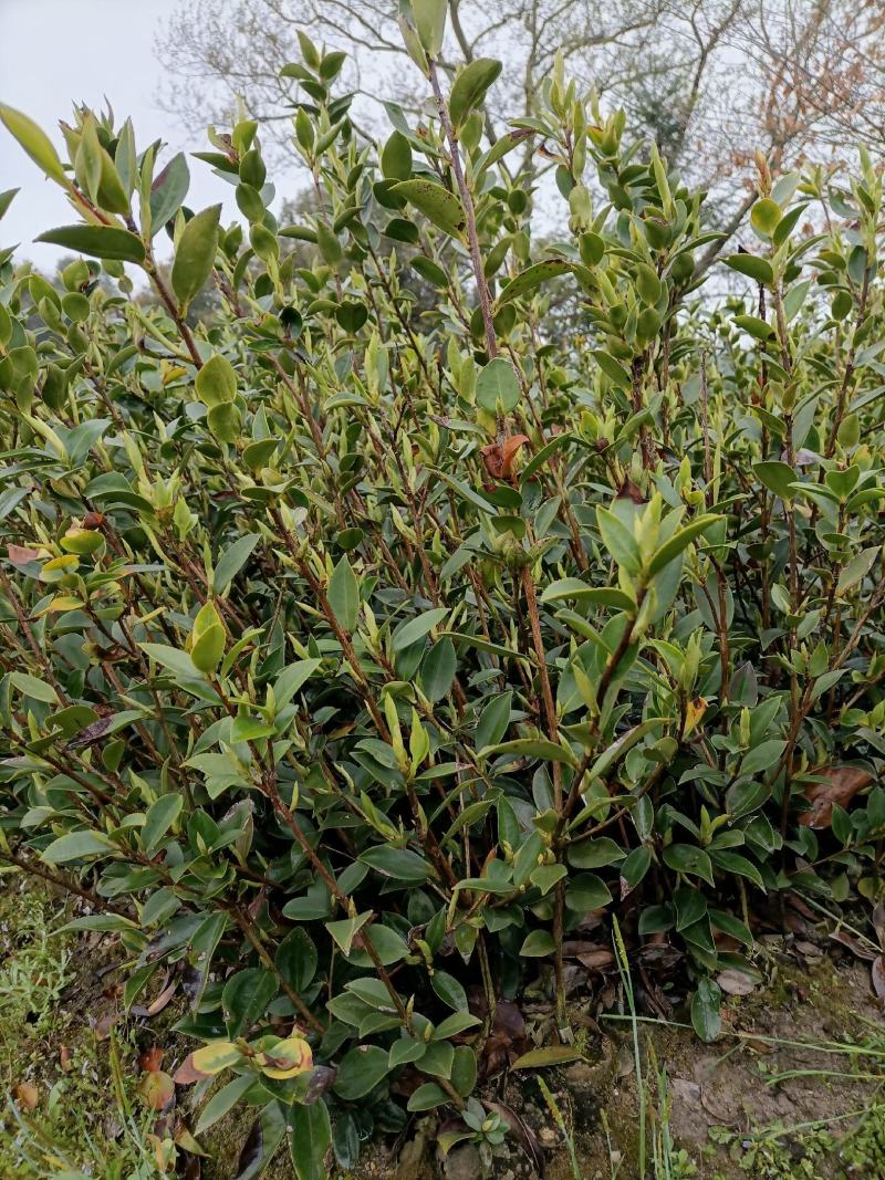 油茶苗，湘林210系列零售商品，现挖现卖，全国包邮，
