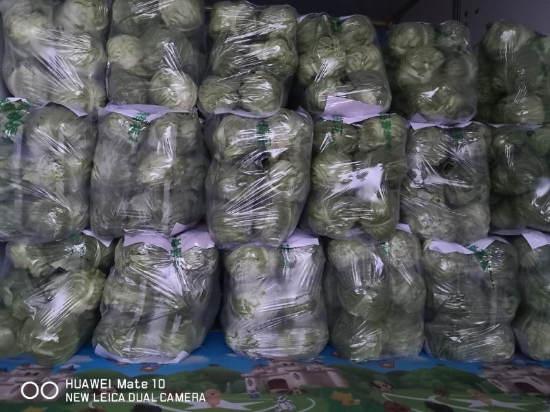 圆包菜甘蓝1/1公斤，产地直发可对接商超专业代收