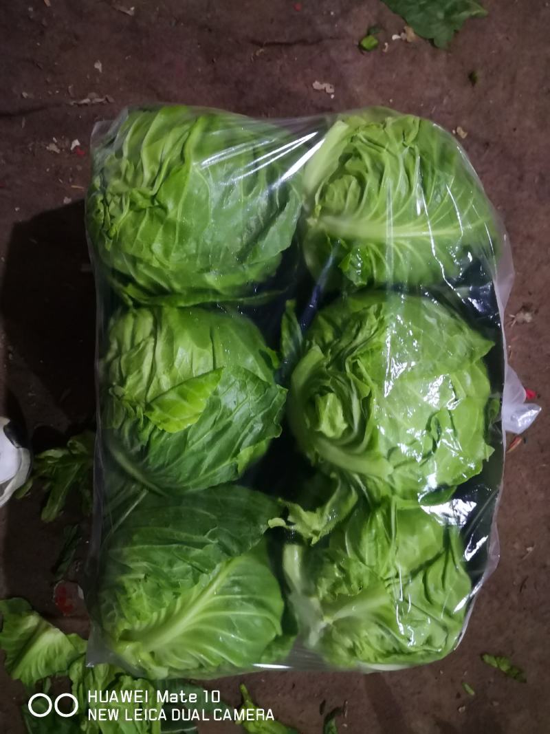 圆包菜甘蓝1/1公斤，产地直发可对接商超专业代收