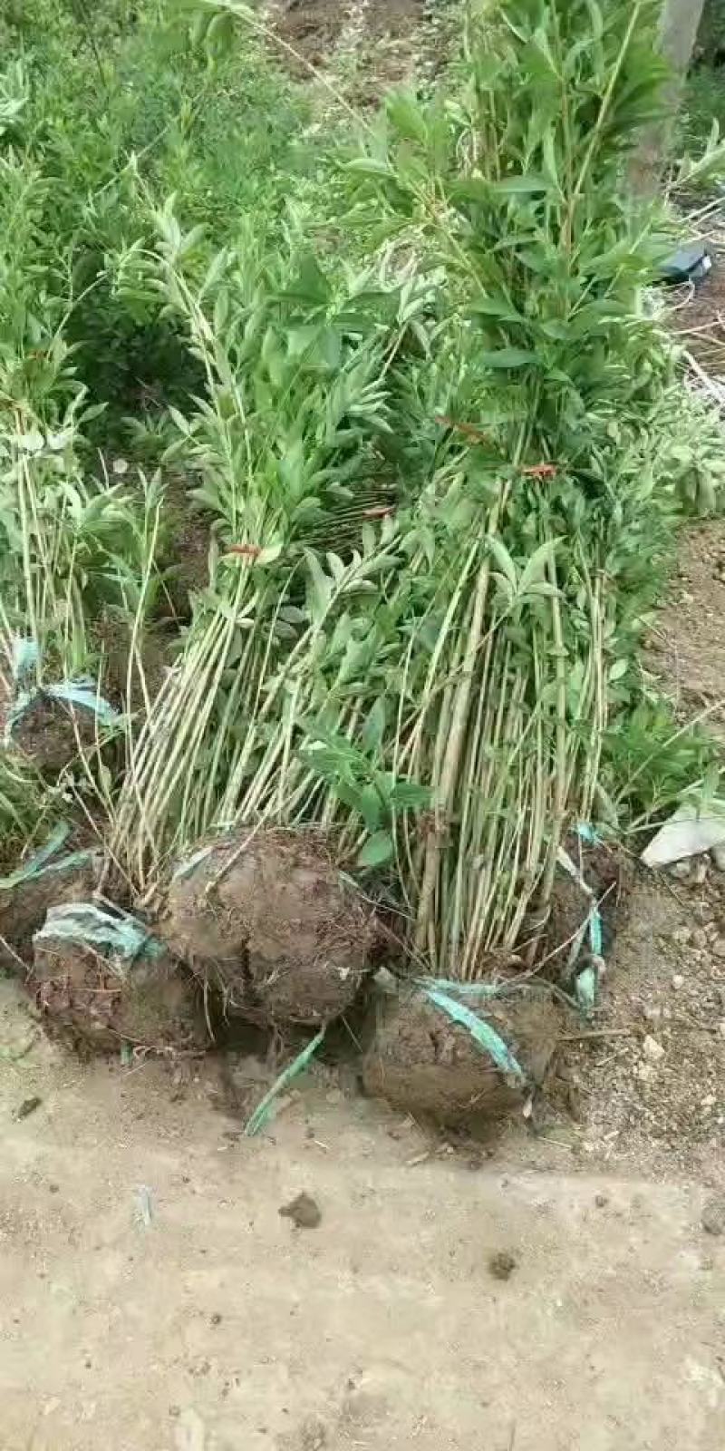 【热卖】连翘苗丛生连翘1一15分支包技术指导