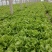 生菜精品意大利生菜产地现摘现发商超质量保证