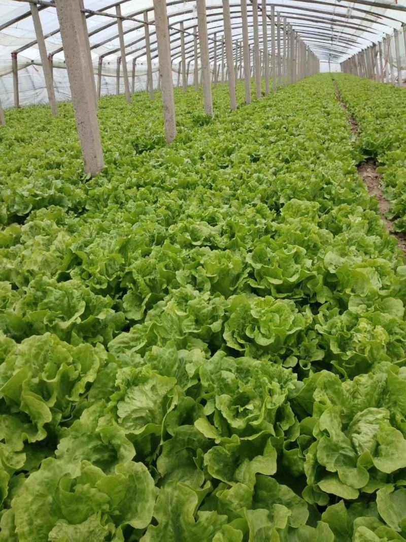 生菜精品意大利生菜产地现摘现发商超质量保证