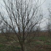 精品枫树丛生元宝枫四至七米高三至五杆精品树