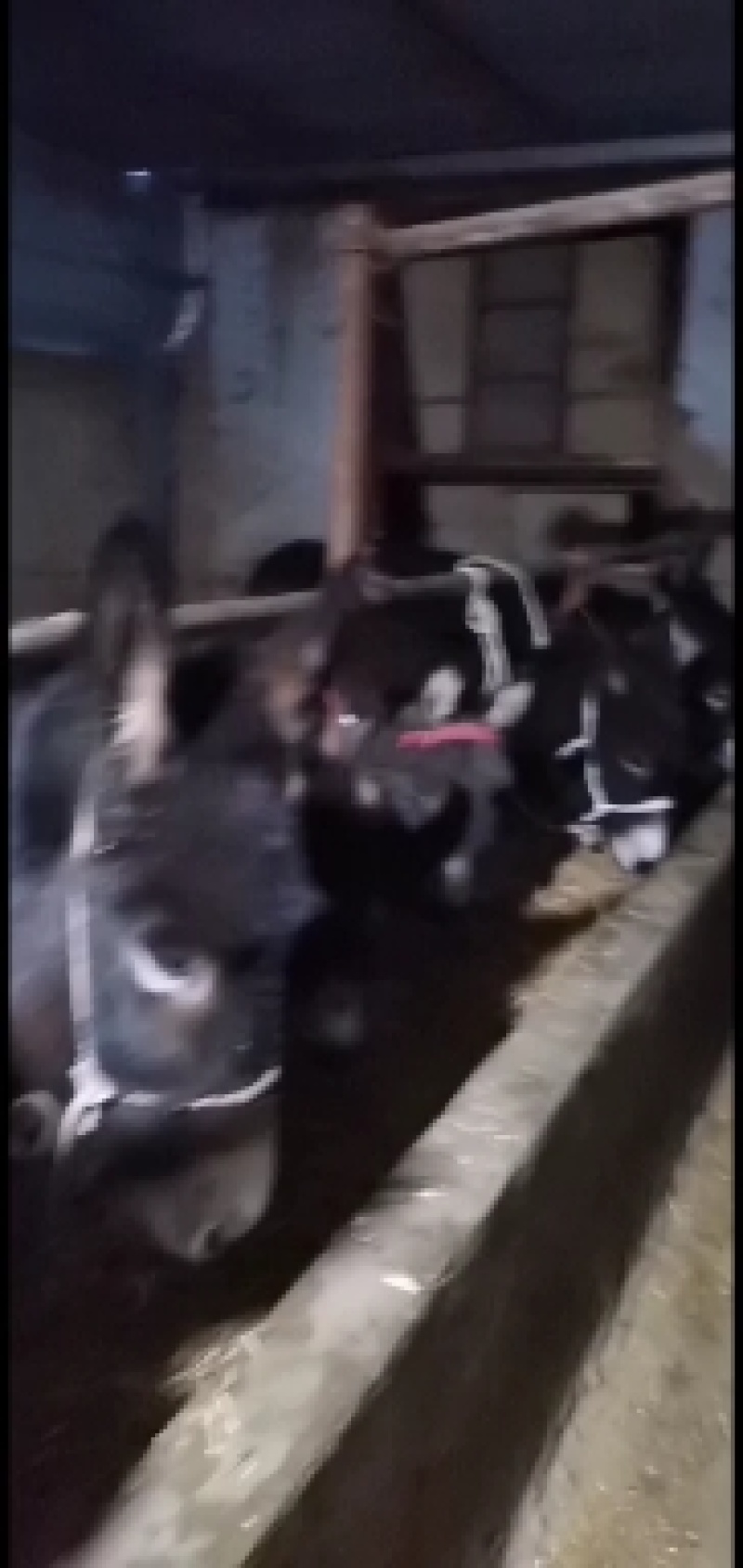 驴苗、肉驴体型好看，肉质鲜美有需要的老板联系