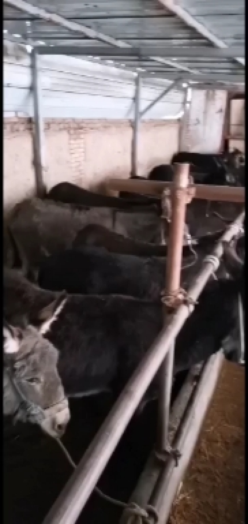 驴苗、肉驴、骡子放养好养肉质鲜美有需要的联系