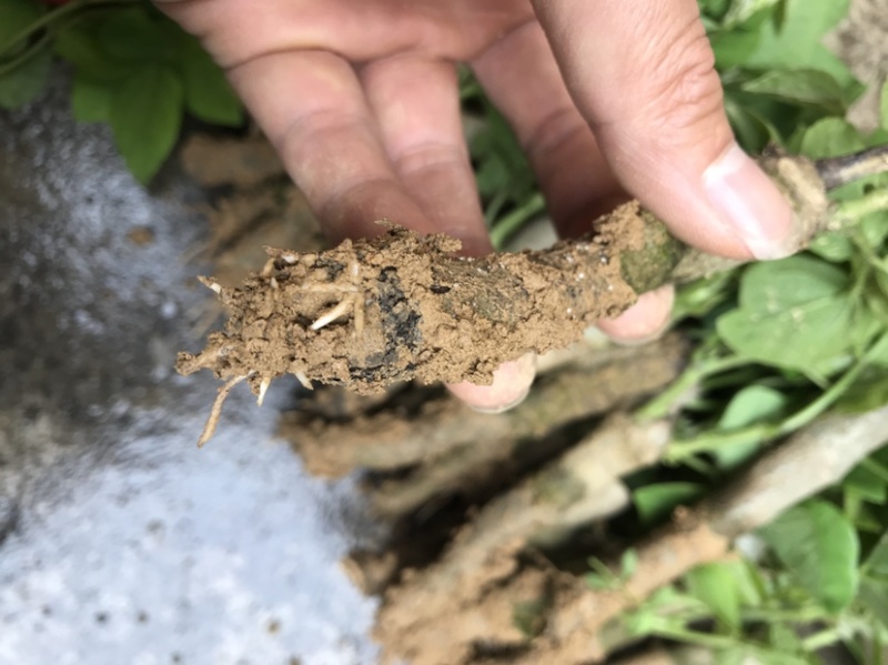 广西藤县葛根苗粉葛苗高产葛根苗粉葛苗