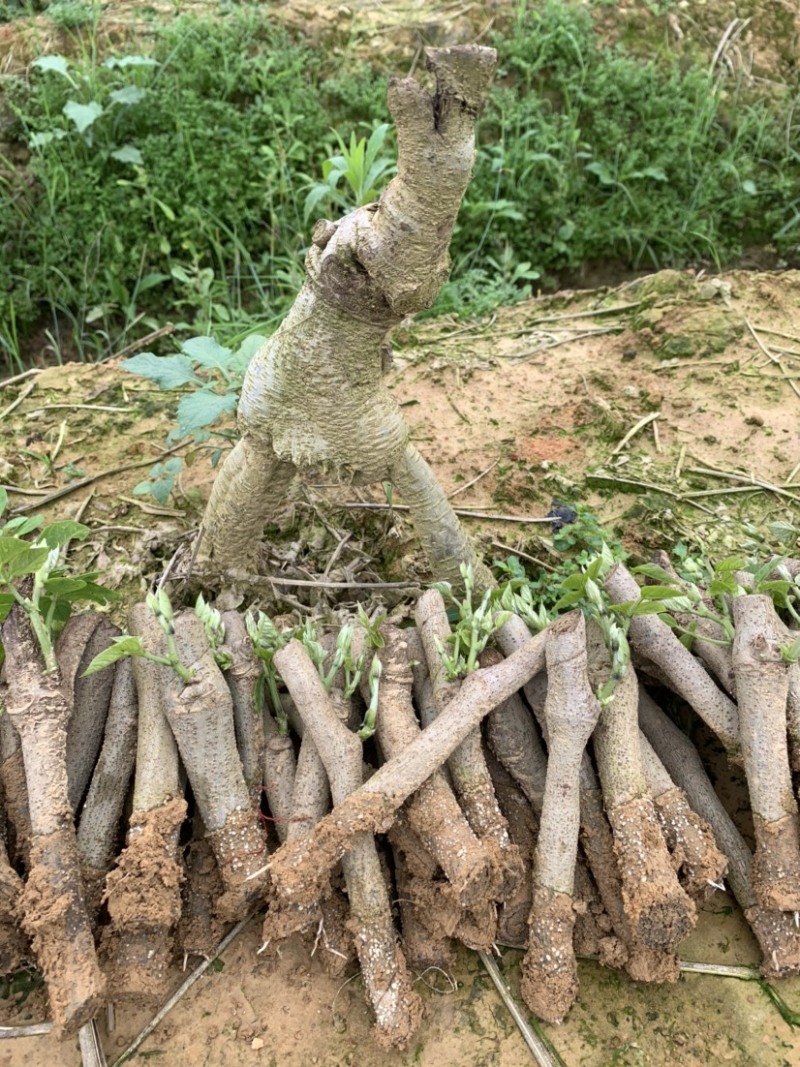 广西藤县葛根苗粉葛苗高产葛根苗粉葛苗