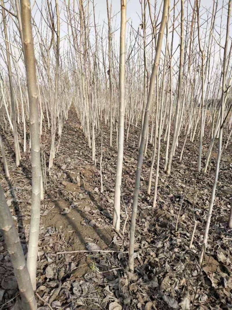 核桃树苗2公分核桃苗3公分5公分量大从优占地苗工程苗