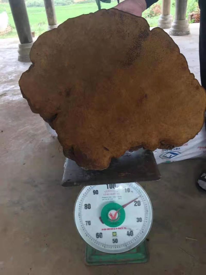 特大桑黄野生桑黄灵芝