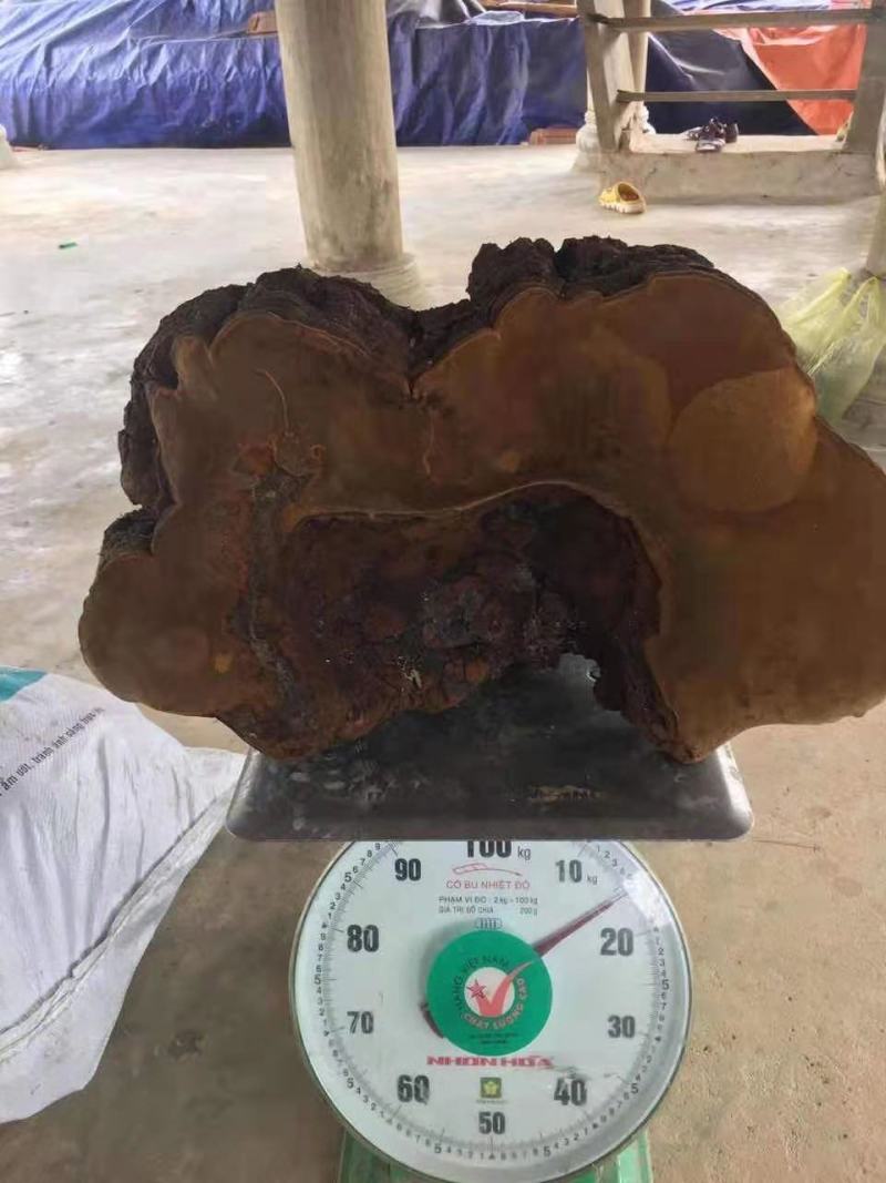 特大桑黄野生桑黄灵芝