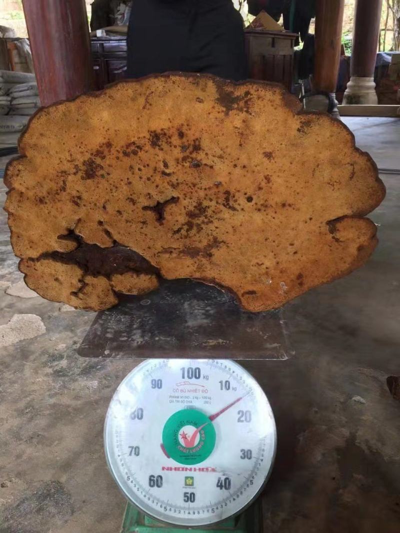 特大桑黄野生桑黄灵芝