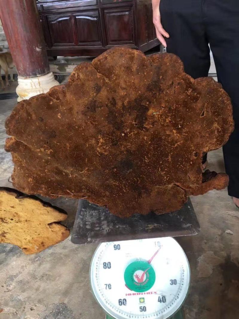 特大桑黄野生桑黄灵芝