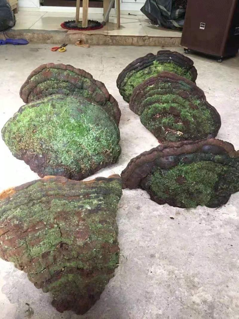 特大桑黄野生桑黄灵芝