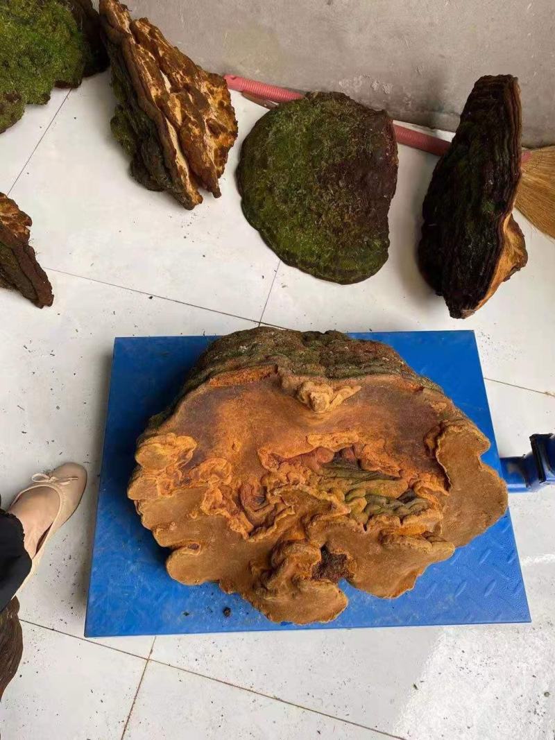 特大桑黄野生桑黄灵芝