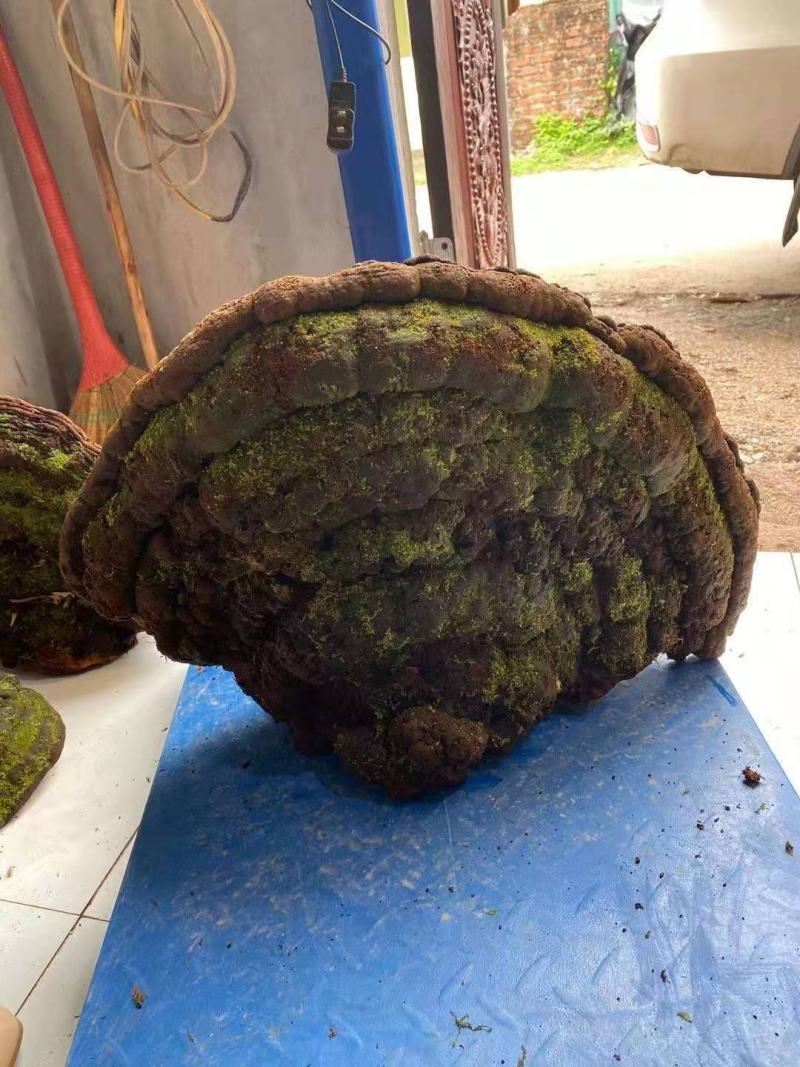 特大桑黄野生桑黄灵芝