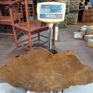特大桑黄野生桑黄灵芝