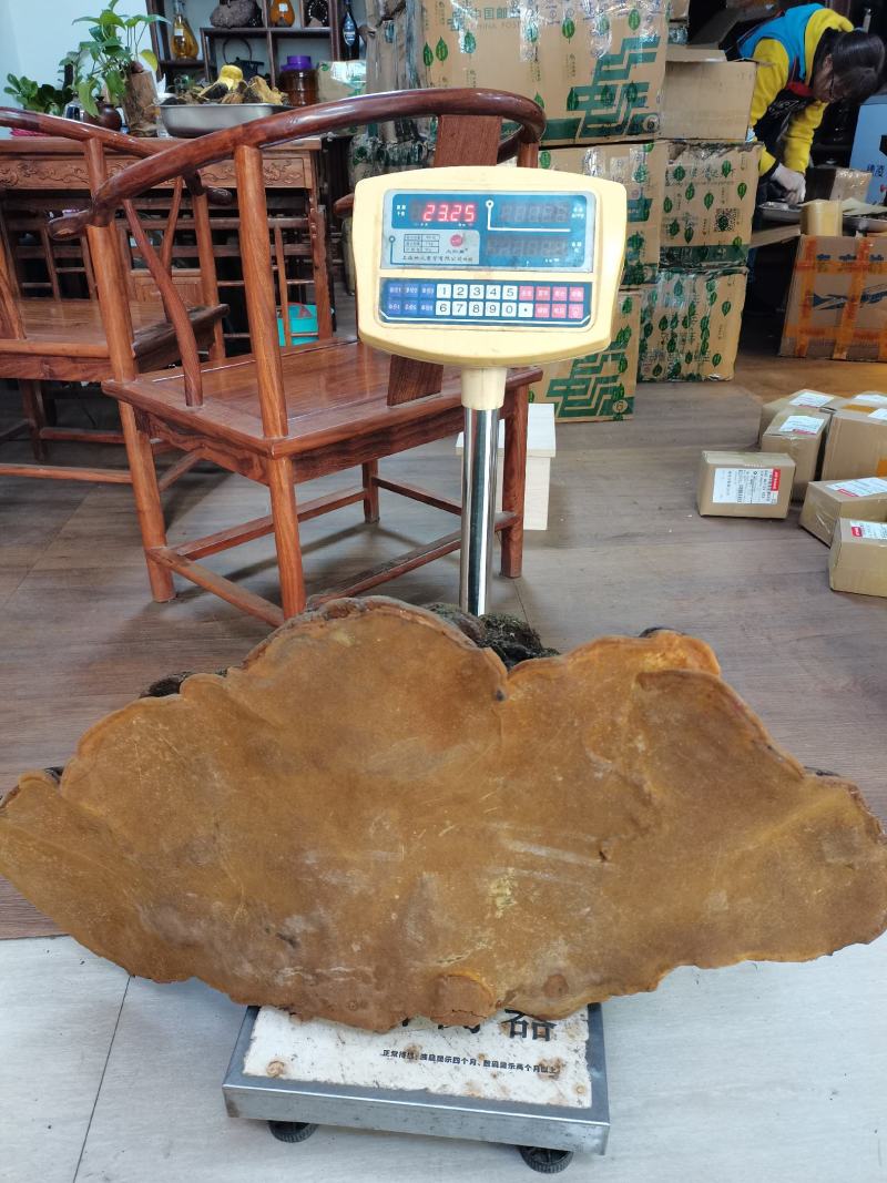 特大桑黄野生桑黄灵芝