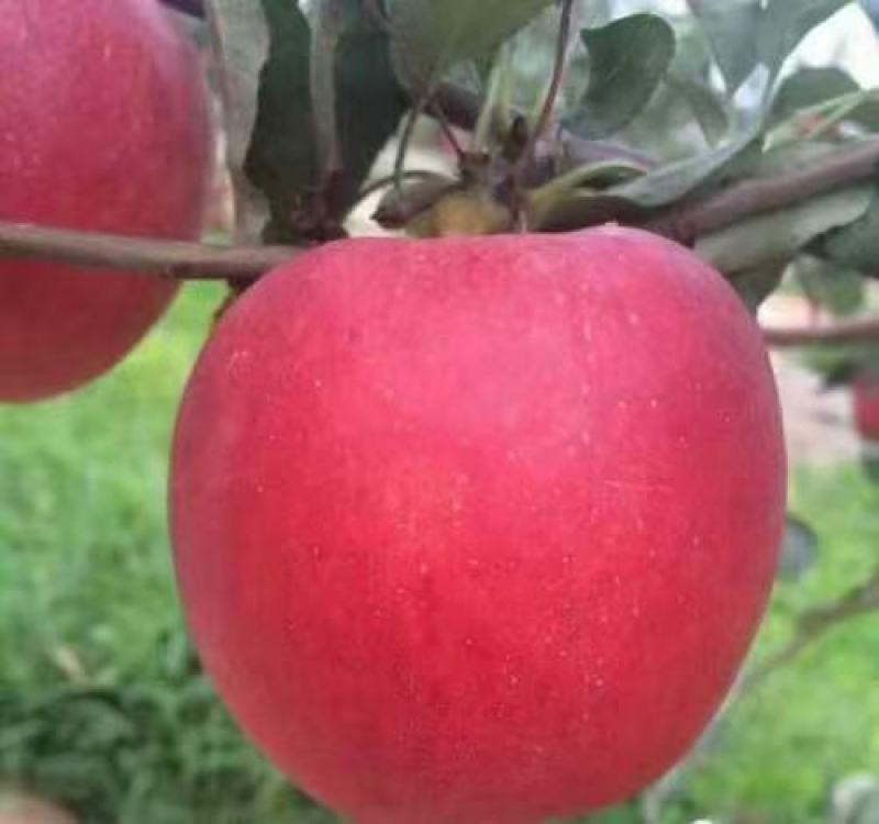 富士苹果树，品种苹果树
