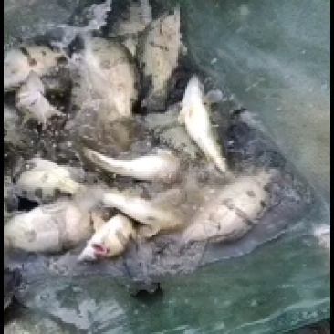鳜鱼苗四大家鱼等淡水品种鱼苗，品种齐全欢迎订购
