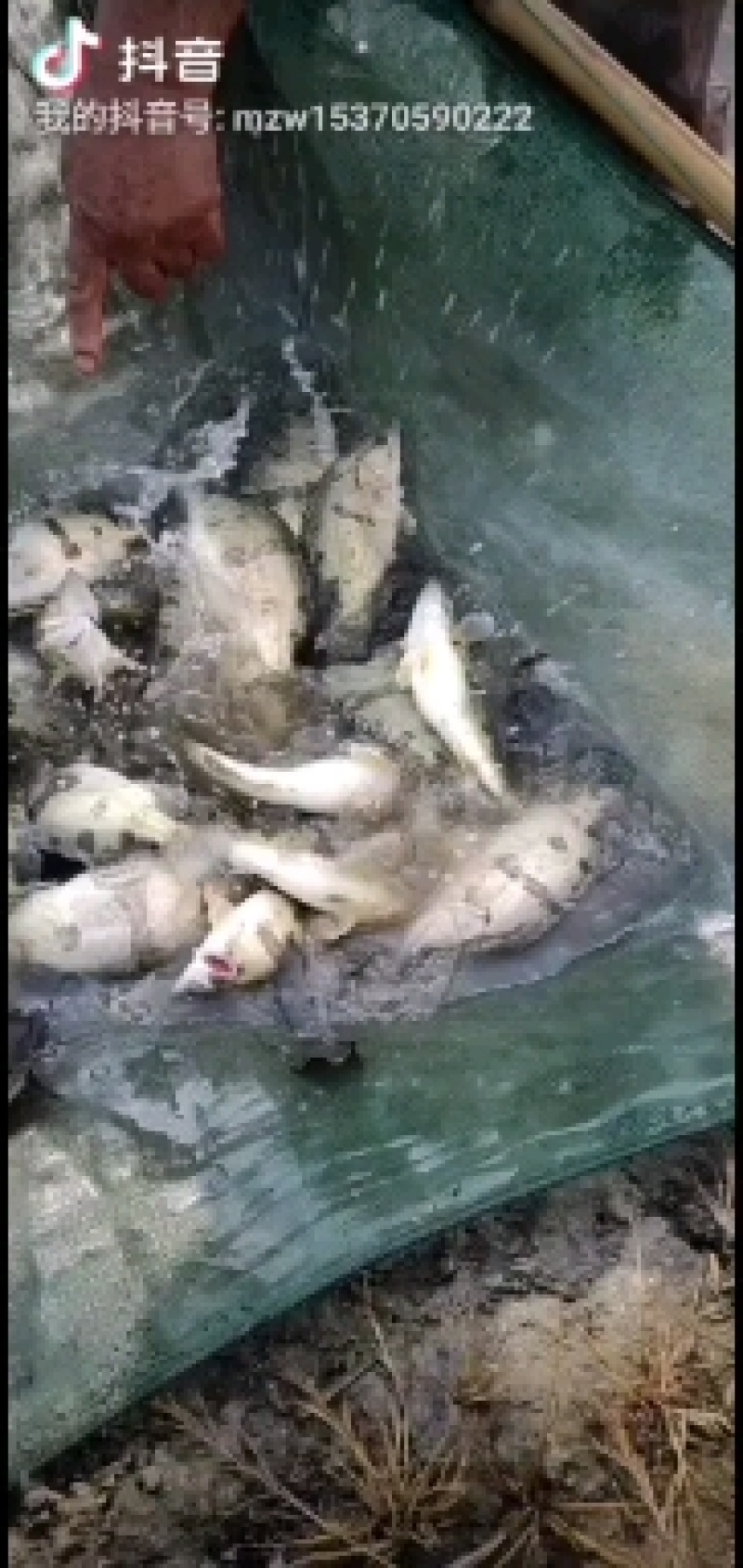 鳜鱼苗四大家鱼等淡水品种鱼苗，品种齐全欢迎订购