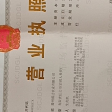 荷兰十五土豆黄皮黄心的精品各种规格优质荷兰土豆