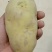 荷兰十五土豆黄皮黄心的精品各种规格优质荷兰土豆