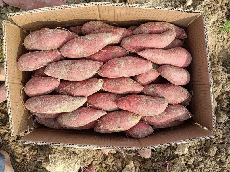 正宗西瓜红条形好颜色正货源充足全货需要的可以联系我