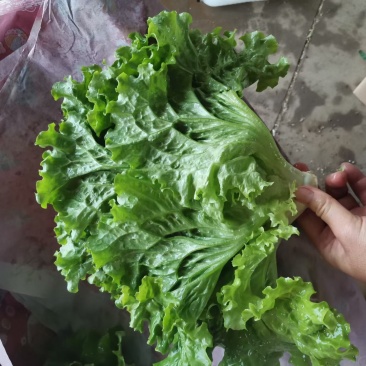 精品生菜，一手货源质量好叶子大，口感特别脆