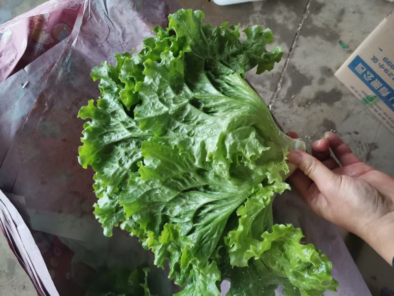精品生菜，一手货源质量好叶子大，口感特别脆
