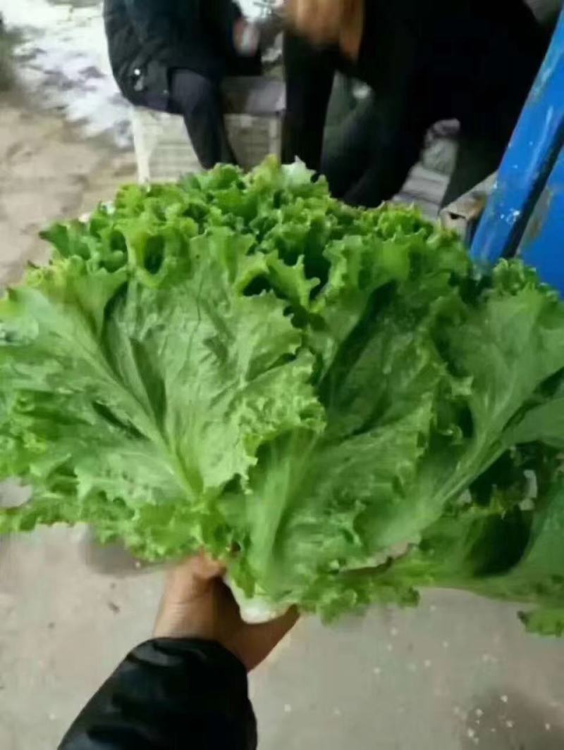 精品生菜，一手货源质量好叶子大，口感特别脆