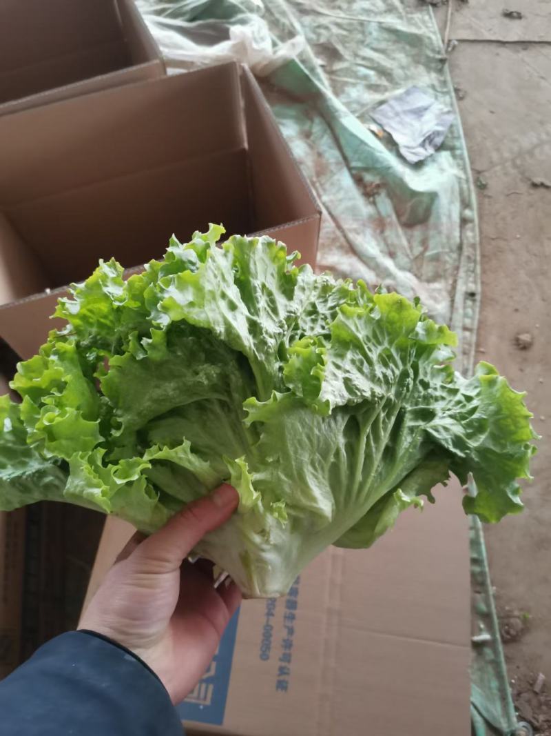 精品生菜，一手货源质量好叶子大，口感特别脆