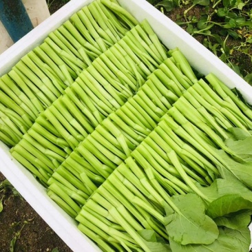 武汉菜芯基地直销长年有货现收现发质量保证