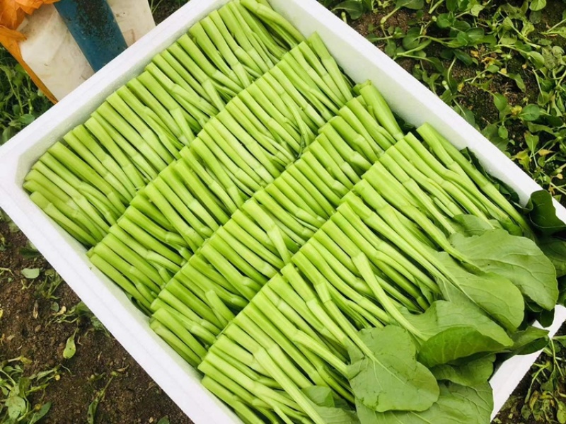武汉菜芯基地直销长年有货现收现发质量保证