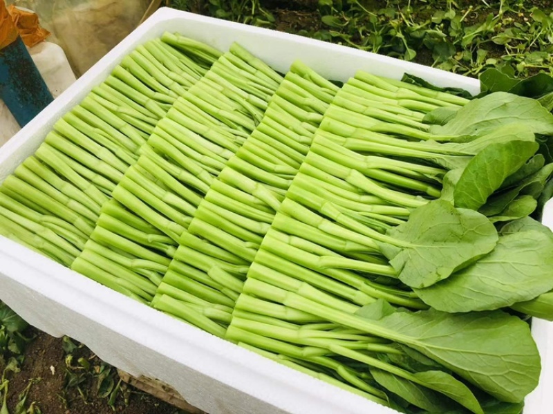 广东菜心大量批发，长期有货