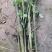 南板蓝根幼苗（种植加工回收）量大从优重要的是种一年管3年