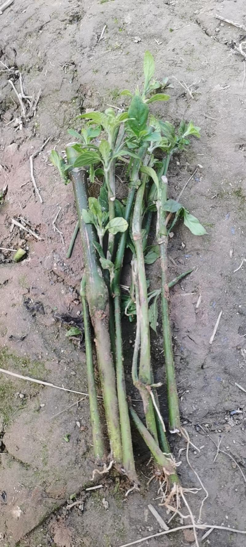 南板蓝根幼苗（种植加工回收）量大从优重要的是种一年管3年