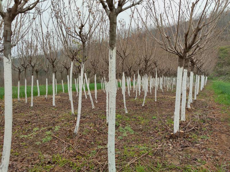 大量樱花出售…………