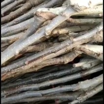 出售山楂树苗，规格多样，规格齐全，物流快递方便