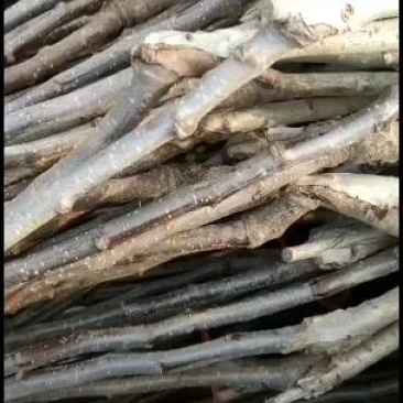出售山楂树苗，规格多样，规格齐全，物流快递方便